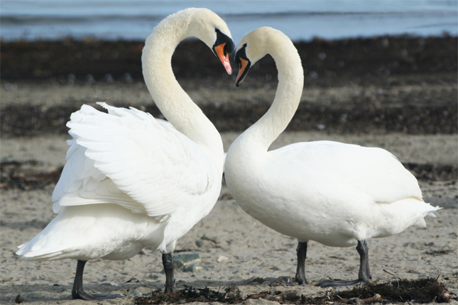 pareja de cisnes blancos
